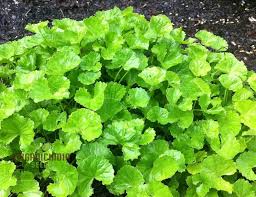 Image result for Centella glabrata