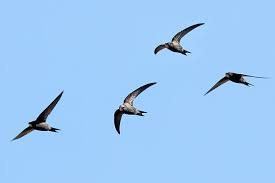 Результат пошуку зображень за запитом "стриж"