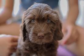 Find goldendoodle puppies for sale and dogs for adoption near you in akron, canton, cincinnati, cleveland, columbus, toledo, youngstown or ohio. Labradoodles Red Chocolate Mini And Medium Ohio