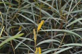 Image result for Acacia montigena