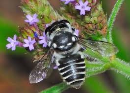 Other than that, they're almost exactly the same—even in size. Family Megachilidae Leafcutter Bees And Resin Bees