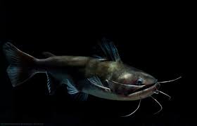 It was the subject of the 2010 documentary movie catfish, and the american tv show of the same name. Asterophysus Batrachus Gulper Catfish Seriously Fish