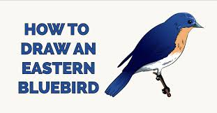 You could also print the image by clicking the print button above the image. How To Draw An Eastern Bluebird Really Easy Drawing Tutorial