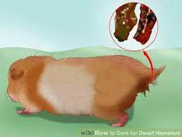 How To Care For Dwarf Hamsters (With Pictures) - Wikihow | Dwarf Hamster, Dwarf  Hamster Food, Hamster Food