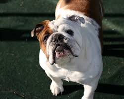 We are a reputable breeder located in mckinney, texas. Sad White English Bulldog Wallpaper English Bulldog 1280x1024 Wallpaper Teahub Io