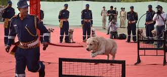 Rvc Center Meerut Indian Army Silent Warrior Dog And Horse ...