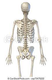We did not find results for: Human Anatomy Bone Skeleton Viewed From The Back Human Anatomy 3 4 Bone Skeletal System Back View On White Background Canstock