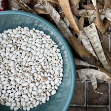 Image result for Canavalia