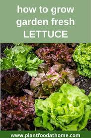How To Grow Lettuce Delicious Fast Growing Vegetable Autumn Garden Fall Vegetables Fall Garden Vegetables