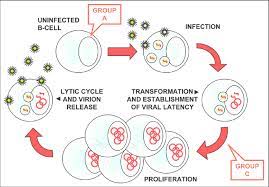 Lessons learned from the virus and the host 1999. Life Cycle Of Epstein Barr Virus In This Model A Human B Cell Is Download Scientific Diagram