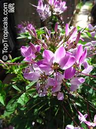 Image result for Cleome spinosa