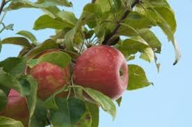 Zestar Apple Trees Learn About Growing Zestar Apples Organic Recipes Growing Organic Food Benefits Of Organic Food