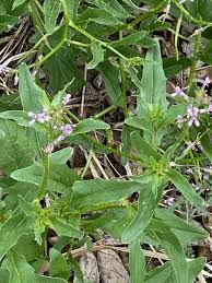 Flowers keep your garden on point with spikes of purple. Identify This Weed Larimer County
