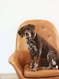 These pups should also have an enclosed yard where they can run around and stretch their legs on a daily basis. German Shorthaired Pointer Lab Mix Breed Information Guide Your Dog Advisor