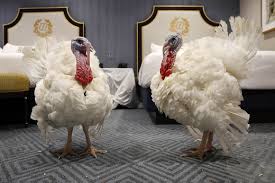 Check spelling or type a new query. Race To Watch Peas And Carrots Vie For Presidential Turkey Pardon Politico