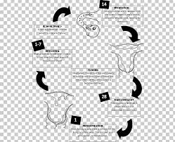 Ovarian Cycle The Menstrual Cycle Menstruation Flow Diagram