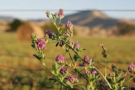 Image result for Medicago sativa