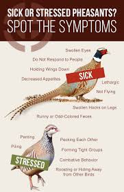 Our search our listings for properties with rivers or creeks, mountain views, nearby skiing and more. Pheasant Com Blog Signs Of Sickness Or Stress In Birds Raising Pheasants Pheasant Farm Pheasant Hunting