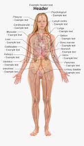 The human body collectively is the most complex machine known to man, like any machine, the human body is made of different body parts situated in some … Clip Art Internal Body Parts Woman Human Body Anatomy Hd Png Download Transparent Png Image Pngitem