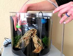 Let me show you the easy way of keeping your betta's aquarium nice and clear with minimal effort! How To Clean A Betta Fish Tank Facts Simplified Steps