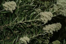 Image result for Buddleja saligna