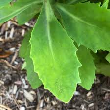 We did not find results for: Hylotelephium Herbstfreude Autumn Joy Autumn Joy Autumn Joy Sedum Stonecrop North Carolina Extension Gardener Plant Toolbox