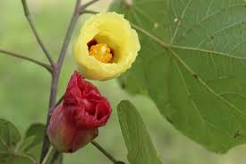 Image result for Thespesia garckeana