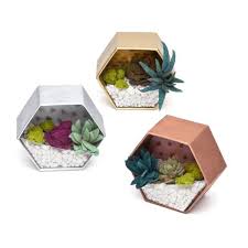 Craft Crush Mini Terrariums Kit Crafts Mini Terrarium Terrariums Kits