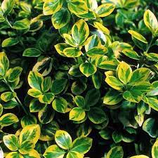 Green yellow bushes green yellow green bushes yellow bushes background nature red flower color orange grass leaves flowers tree fall summer autumn season bright bloom leaf spring wallpaper pattern keukenhof holland abstract netherlands maple tulip texture tulips white decoration food bush fresh. 23 Of The Best Variegated Shrubs For Your Landscape Gardener S Path