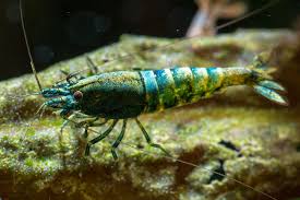 Blue Bolt Freshwater Fish Fish Aquarium Fish