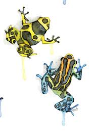 We did not find results for: Poison Dart Frog Print From My Original Watercolor Painting Poison Dart Frogs Green Frog Frog Wall Decal Frog Kids Wall Decal Poison Dart Frogs Frog Drawing Frog Art