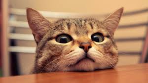 Select desktop wallpapers in all high resolutions, including hd 1920x1080, 1920x1200, and 3840x2160 for 4k screens Aesthetic Cat Wallpaper Funny Novocom Top