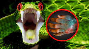 12 Rarest Snakes In The World Youtube Largest Animal Ever Aruba Island Gulf Of California