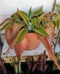 Image result for Kalanchoe gastonis-bonnieri