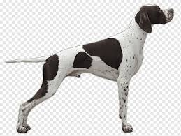 Check spelling or type a new query. German Shorthaired Pointer German Wirehaired Pointer Bracco German Longhaired Pointer Others Png Pngwing