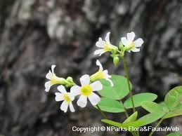 Image result for Oxalis barrelieri