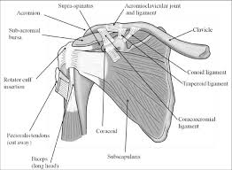 Thickening or calcium deposits in the supraspinatus tendon or subacromial bursitis results in pain during abduction of shoulder joint. An Anterior View Of The Deep Muscles And Ligaments Of The Shoulder Download Scientific Diagram