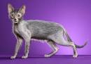 Lykoi Breeders - The International Cat Association