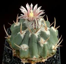 Image result for Catunaregam stenocarpa