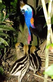 Cassowary Daintree Rainforest Http Www Executiveretreats Com Au Cassowary Australian Fauna Australian Birds Australian Parrots
