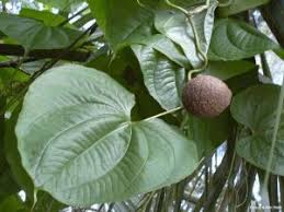 Image result for Dioscorea cotinifolia