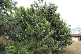 Image result for Metteniusaceae