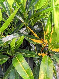 Image result for Croton kilwae