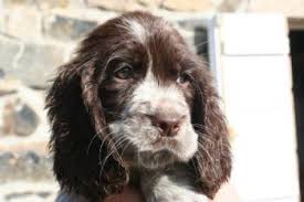 Puppy Growth Chart Ora English Springer Spaniel Female