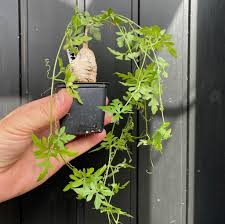 Image result for Kedrostis africana