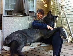 These Dogs Are Huge No Really You Have To See These Dogs Wolf Hybrid Dogs Hybrid Dogs Wolf Hybrid