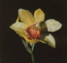 Image result for Phaius occidentalis