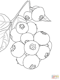 Blueberries are beautiful, ornamental plants that can provide buckets of fruit for 30 years or more when looked after correctly. Fruit Coloring Pages For Kids Blueberry Coloring Page
