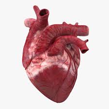 Download and use 6,000+ real heart stock photos for free. Real Heart Heart Images Real Wallpaper Clipart Wikiclipart