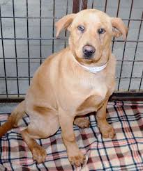 Maybe you would like to learn more about one of these? Shelter Wishlist Animal Hospital Animals Humane Society